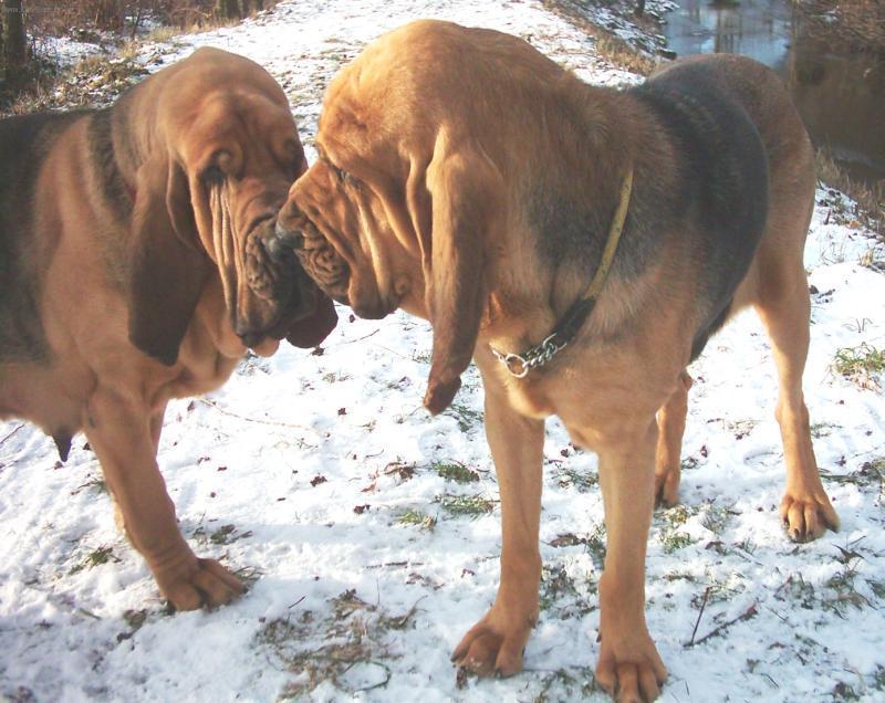 Fotky: Bloodhound (foto, obrazky)