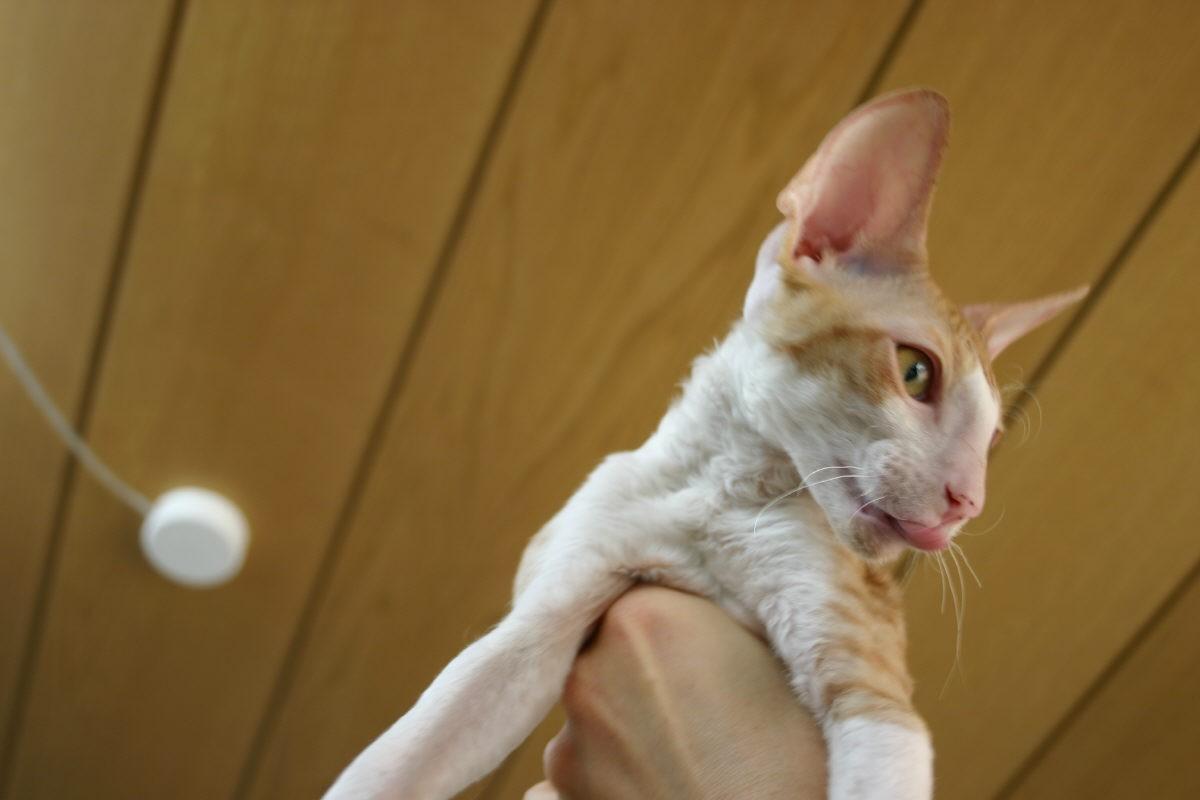 Fotky: Cornish Rex (foto, obrazky)