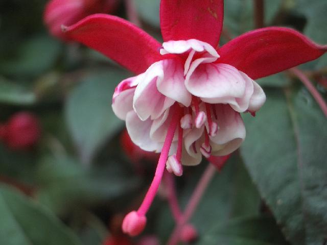 Fotky: Fuchsie (foto, obrazky)