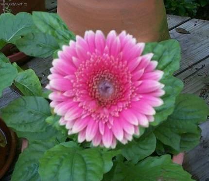 Fotky: Gerbera (foto, obrazky)