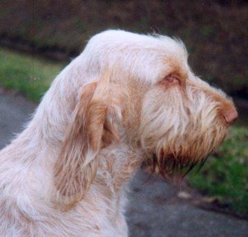 Fotky: Italsk spinone (foto, obrazky)