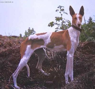 Fotky: Kanrsk podenco (foto, obrazky)