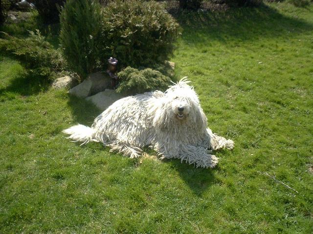 Fotky: Komondor (foto, obrazky)