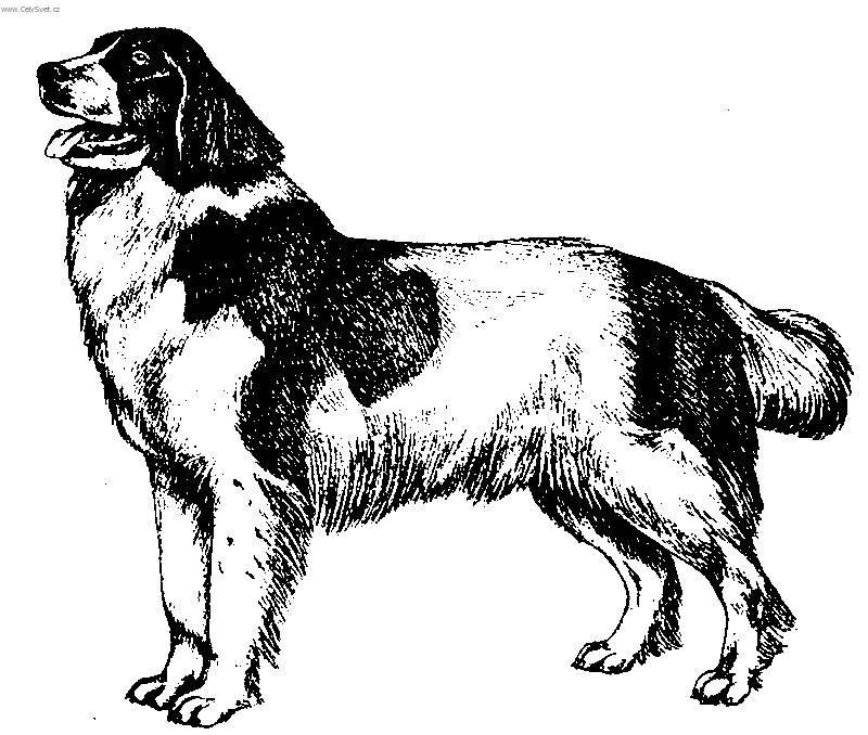 Fotky: Landseer (foto, obrazky)