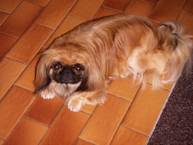 Fotky: Pekingsk palcov psk, pekinz (foto, obrazky)