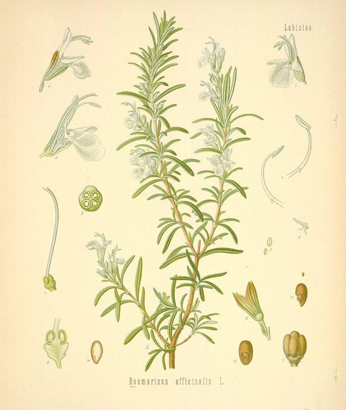 Rozmarýna Lékařská (Rosmarinus officinalis)