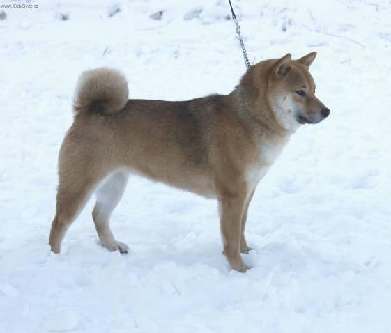 Fotky: Shiba (foto, obrazky)