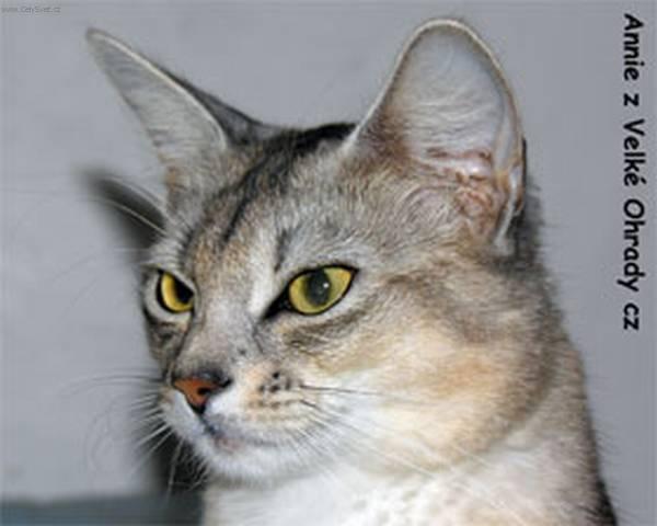 Fotky: Somálská kočka (foto, obrazky)