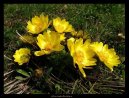 Pokojové rostliny:  > Adonis jarní, hlaváček jarní (Adonis vernalis)