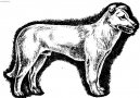 Ps plemena: Pinov, knrai a molossoidn > Atlask vlk (Aidi, Atlas Mountain Dog)