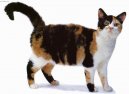 Kočky: Přítulné a přátelské > Americká drsnosrstá kočka (American Wirehair Cat)
