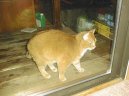 Kočky: Aktivní > Americká krátkosrstá kočka (American Shorthair Cat)