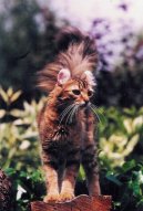 Kočky: Přítulné a přátelské > Americký kerl kratkosrstý / dlouhosrstý (American Curl)