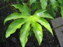 Pokojové rostliny:  > Arálie, prodara japonská (Fatsia japonica)