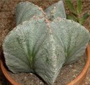 Pokojové rostliny:  > Astrophytum