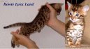 Kočky: Přítulné a přátelské > Bengálská kočka, leopardí kočka (Bengal Cat)
