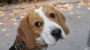 :  > Bgl (Beagle)