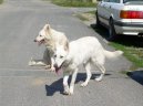 :  > Bl vcarsk ovk (Berger Blanc Suisse, White Swiss Shepherd Dog)