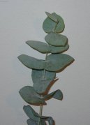 Blahovičník, eukalyptus