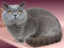 Kočky: Velmi temperamentní > Brazilian Shorthair (Brazilian Shorthair Cat)