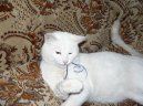 Kočky: Přítulné a přátelské > Britská krátkosrstá kočka (British Shorthair Cat)