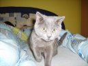Britská krátkosrstá kočka (colourpoint)