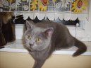 Kočky: Přítulné a přátelské > Britská krátkosrstá kočka (colourpoint) (Kitten in the house)