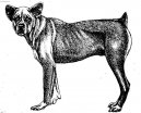 Psí plemena:  > Cao Fila de Saint Miguel (Cao Fila de Sao Miguel, Azores Cattle Dog)