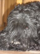 Ps plemena:  > ern terir (Black Russian Terrier)