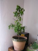 Pokojov rostliny: Rostliny s plody > Citronk (Citrus)