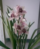 Pokojov rostliny:  > Cymbidium (Cymbidium orchid)