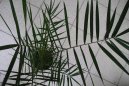 Datlová palma, finik, datlovník