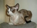 Kočky: Krátkosrsté a somálské > Devon-rex (Devon Rex Cat)