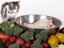 Kočky: Veterinární poradna > Doporučená dieta při některých orgánových onemocněních (JATERNÍ NEDOSTATEČNOST, RENÁLNÍ DIETA, HYPOALERGENNÍ DIETA, DIETA PŘI CUKROVCE)