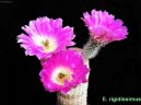 Fotky: Echinocereus (foto, obrazky)