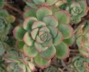 Pokojové rostliny:  > Eonium drobnolisté (Aeonium)