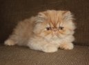Kočky: Perské a exotické > Exotická dlouhosrstá kočka (Exotic Longhair Cat)