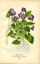 Pokojové rostliny:  > Fialka (violka) Vonná (Viola odorata L)