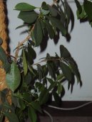 Pokojové rostliny:  > Fikus lirovidný (Ficus lyrata)