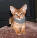 :  > Habešská kočka (Abyssinian cat)