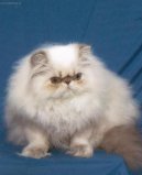 Kočky: Dlouhosrsté > Himalájsko-perská kočka (Himalaya Đˇat)