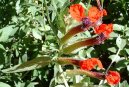 Pokojové rostliny:  > Hlazenec ohnivý, kufea (Cuphea)