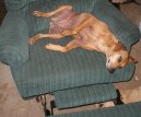 Fotky: Horsk honic pes (foto, obrazky)
