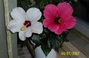 Pokojové rostliny:  > Ibišek čínský (Hibiscus rosa-sinensis)