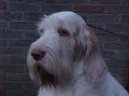 Italsk spinone