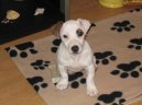 Fotky: Jack Russelv Terir (foto, obrazky)