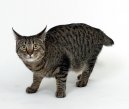 Kočky: Dlouhosrsté > Japonský bobtail dlouhosrstý (Pixie-Bob)