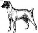 Psí plemena:  > Japonský teriér (Japanese Terrier, Nihon Terrier)