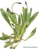 Pokojové rostliny:  > Jitrocel Kopinatý (Plantago lanceolata)
