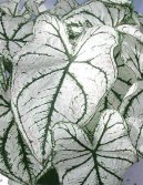 Pokojové rostliny:  > Kaladium, úžovník (Caladium Hortulanum)